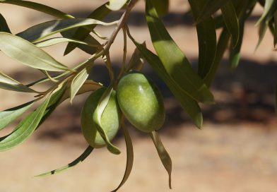 Olive Farm Zagro Australia