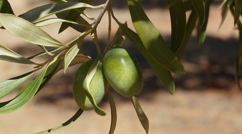 Olive Farm Zagro Australia
