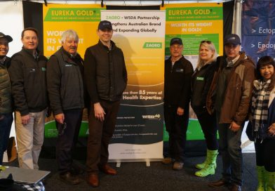 Eureka Gold Sheepvention Australia